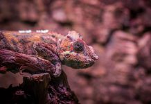 Animale mimetice: perfectiunea camuflajului