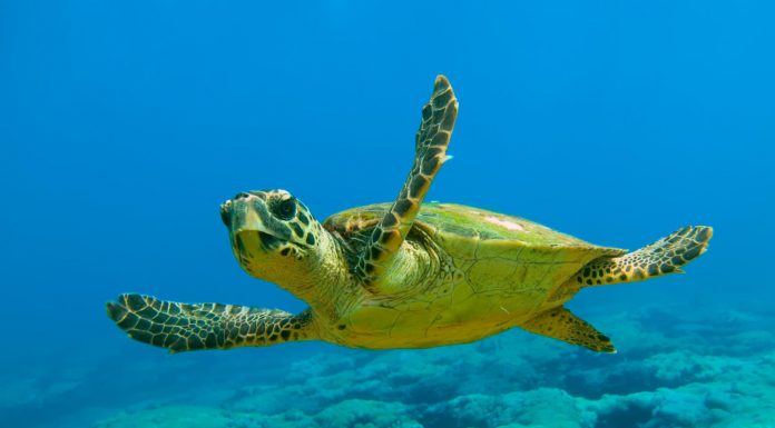 Testoasa de uscat mediteraneana