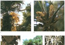 16 palmieri de interior si trucuri pentru a decora cu plante
