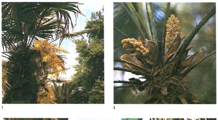 16 palmieri de interior si trucuri pentru a decora cu plante