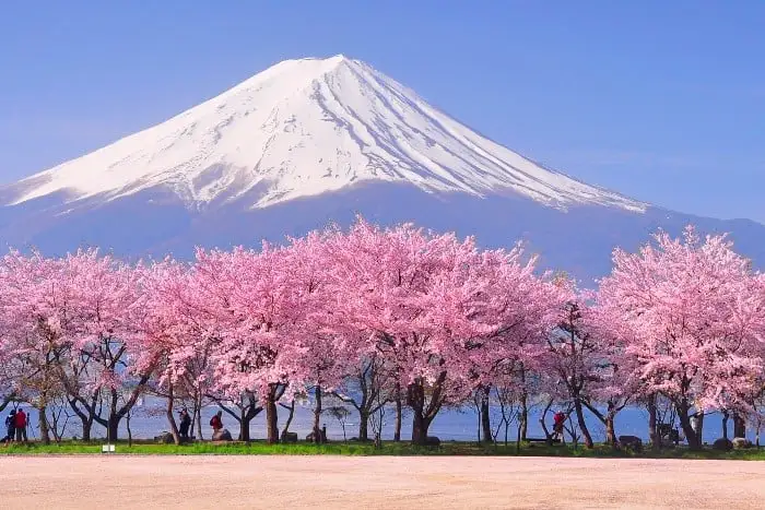 cele mai frumoase specii de arbori