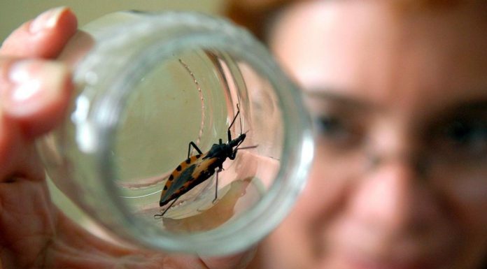 Boala Chagas: O patologie care afecteaza 6 milioane de oameni din lume